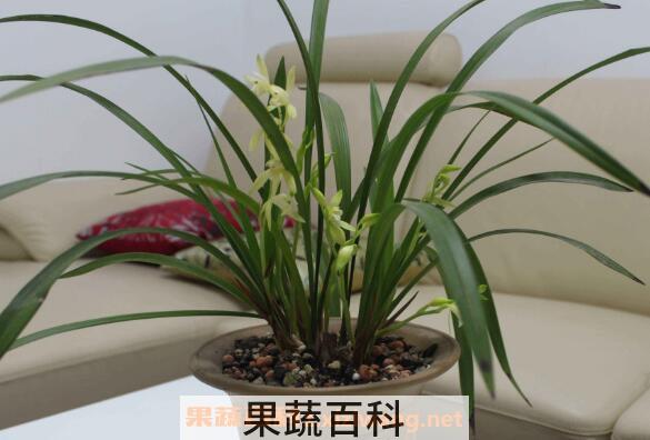 兰花怎么养好 兰花的养殖方法和注意事项
