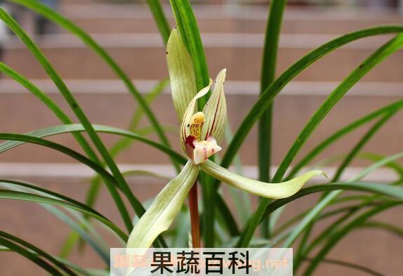 兰花怎么养好 兰花的养殖方法和注意事项