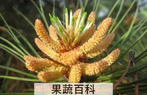 松树花粉