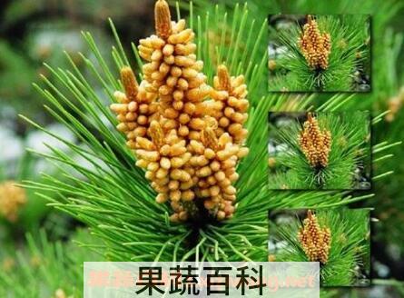 松树花粉