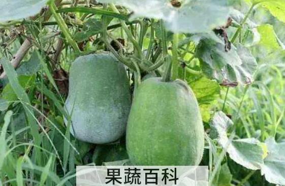 冬瓜藤水的功效与作用