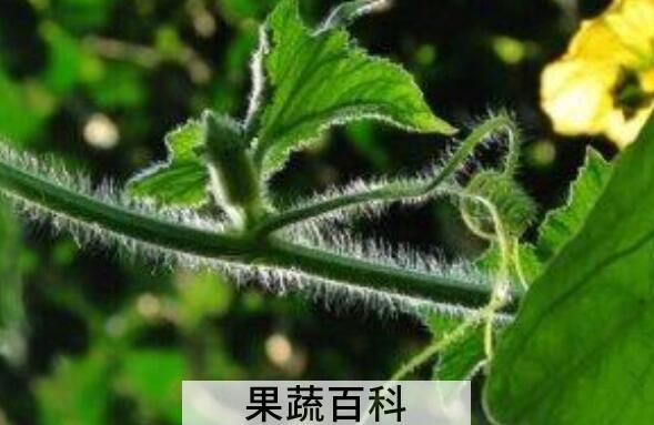 冬瓜藤水的功效与作用