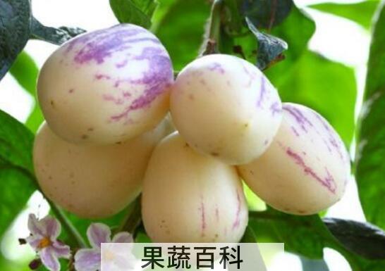 香瓜茄和人参果的区别 吃香瓜茄的好处