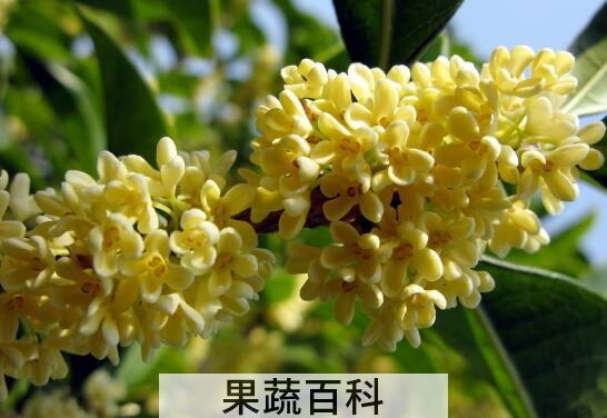 鲜桂花能直接泡水喝吗 鲜桂花怎么处理才能泡水喝