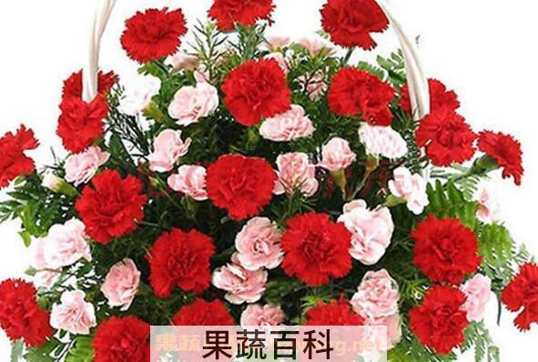 康乃馨怎么养殖 康乃馨的养殖方法和注意事项