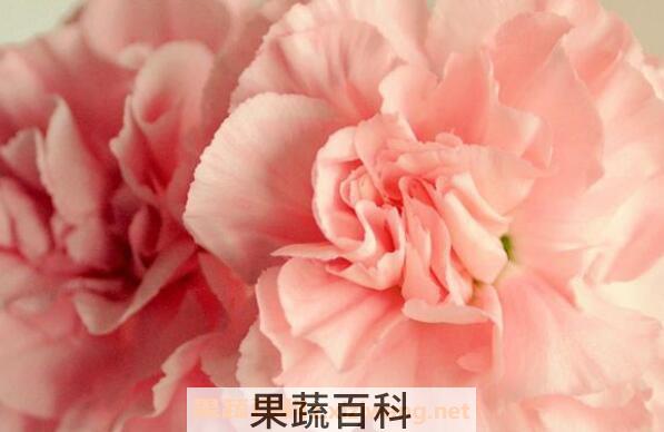 康乃馨怎么养殖 康乃馨的养殖方法和注意事项