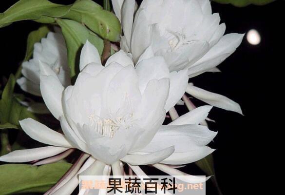 昙花怎么养殖 昙花的养殖方法和注意事项