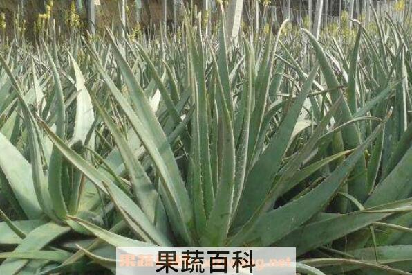 大芦荟怎么养殖 大芦荟的养殖方法和注意事项