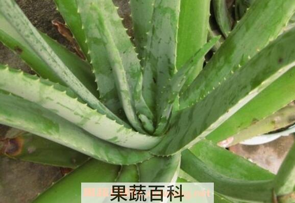大芦荟怎么养殖 大芦荟的养殖方法和注意事项