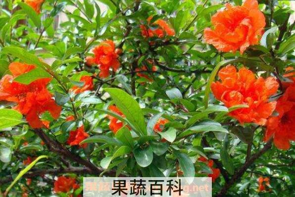 石榴花怎么养殖 石榴花的养殖方法