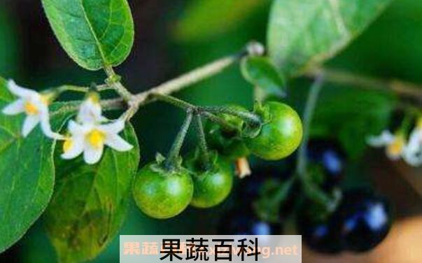 杜松浆果精油的功效与作用