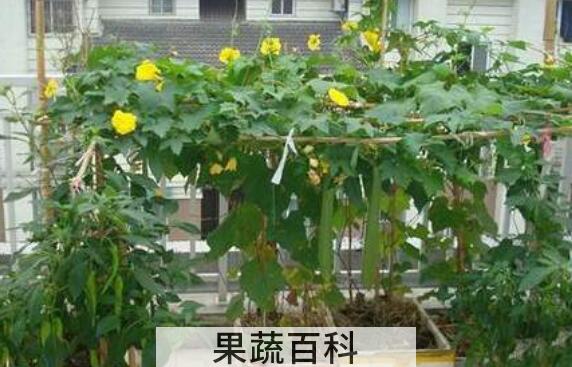 干丝瓜藤的功效与作用及药用价值