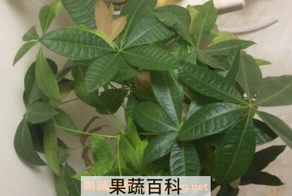 发财树怎么繁殖 发财树叶子发黄怎么办