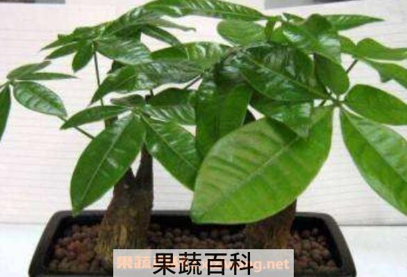 发财树怎么繁殖 发财树叶子发黄怎么办