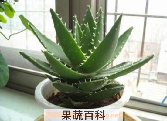 芦荟怎么养殖 芦荟的养殖方法教程