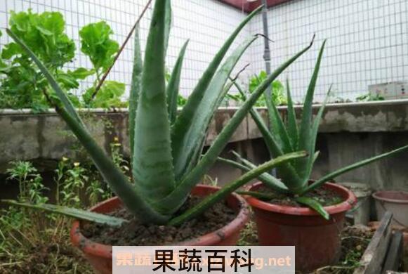 芦荟怎么养殖 芦荟的养殖方法教程