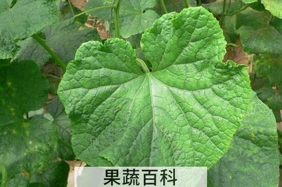 黄瓜叶的功效与作用 黄瓜叶怎么吃