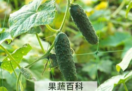 黄瓜叶的功效与作用 黄瓜叶怎么吃