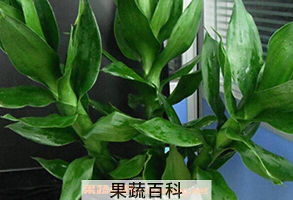 富贵竹的叶子发黄怎么办