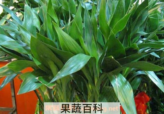 富贵竹的叶子发黄怎么办