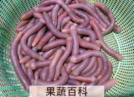 沙虫忌和什么一起煮