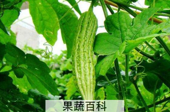 苦瓜和花苦瓜的区别 苦瓜的吃法