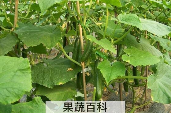 黄瓜藤的功效与作用
