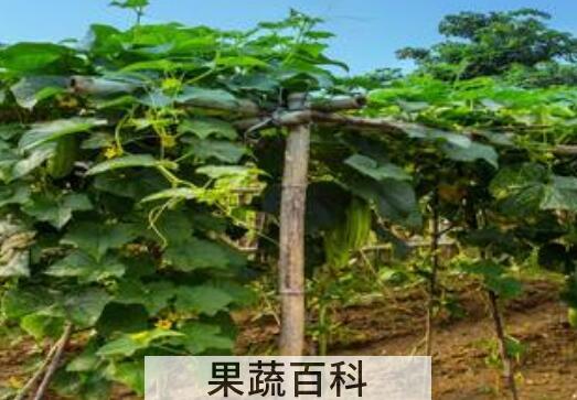 黄瓜藤的功效与作用