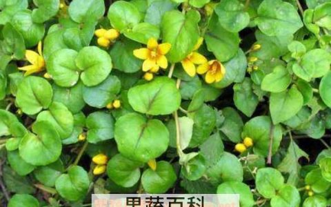 金钱草的功效与作用 金钱草的副作用