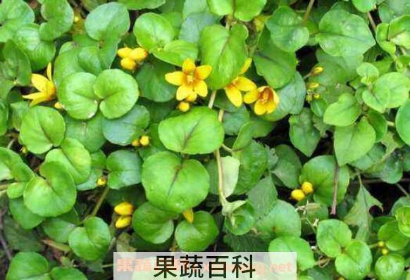 金钱草的功效与作用 金钱草的副作用