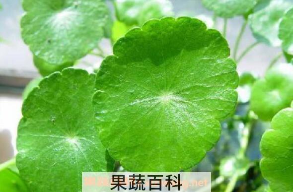 金钱草的功效与作用 金钱草的副作用