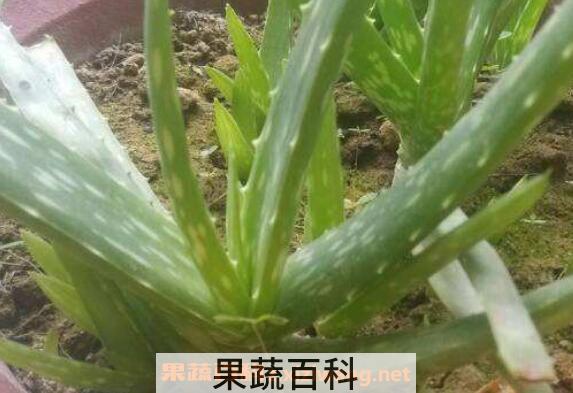 芦荟叶子能插活吗 芦荟扦插养殖方法步骤