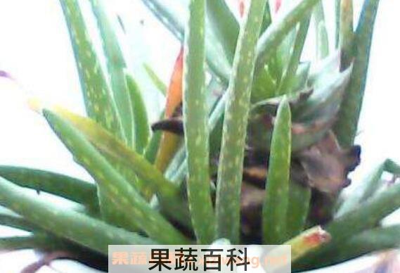 芦荟叶子能插活吗 芦荟扦插养殖方法步骤