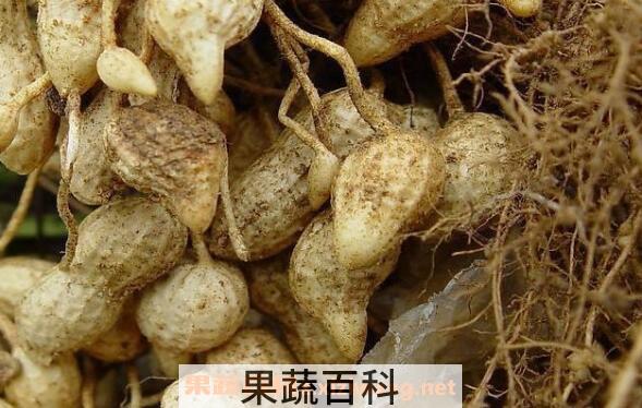  红柑精油的功效与作用