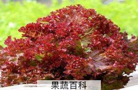 红珊瑚菜的功效与作用
