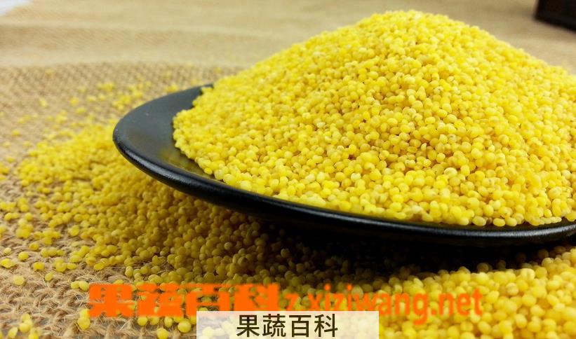 果蔬百科小米的功效与作用及食用方法
