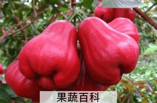 洋蒲桃怎么吃 洋蒲桃有什么功效