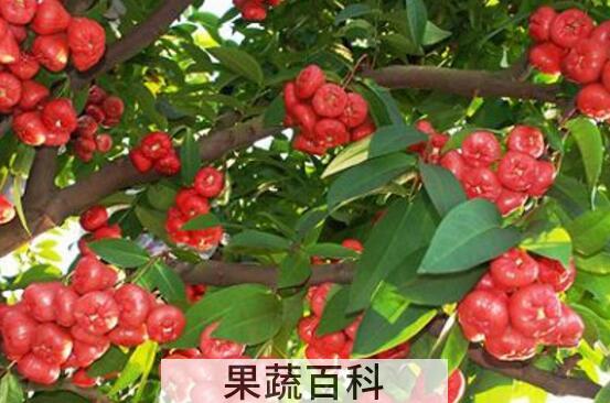洋蒲桃怎么吃 洋蒲桃有什么功效