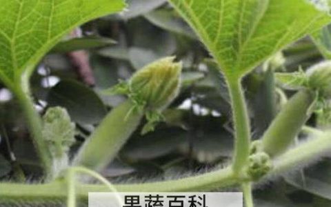 冬瓜叶的功效与作用 冬瓜叶的食用方法