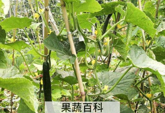 黄瓜藤煮水的功效与作用