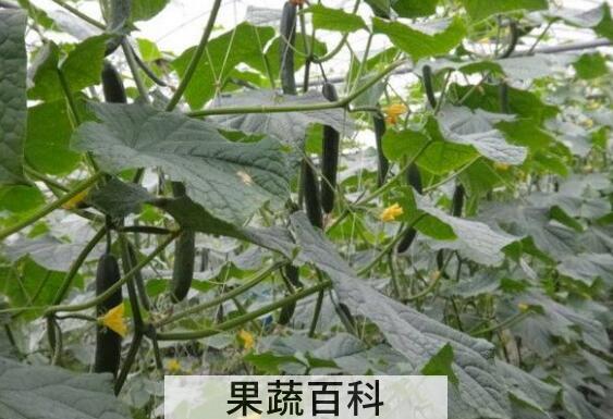 黄瓜藤煮水的功效与作用