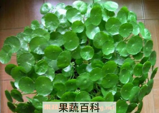 金钱草怎么泡水喝 金钱草泡水喝的功效