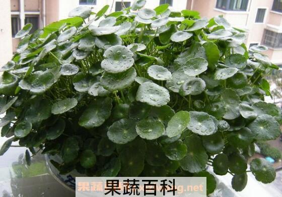 金钱草怎么泡水喝 金钱草泡水喝的功效