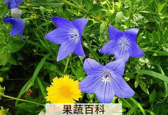 桔梗花的功效与作用 桔梗花的养殖方法