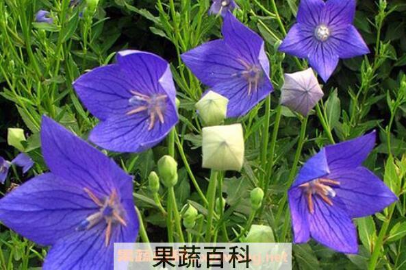 桔梗花的功效与作用 桔梗花的养殖方法