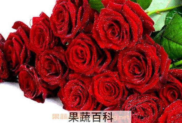  玫瑰花怎么保存 玫瑰花如何保鲜