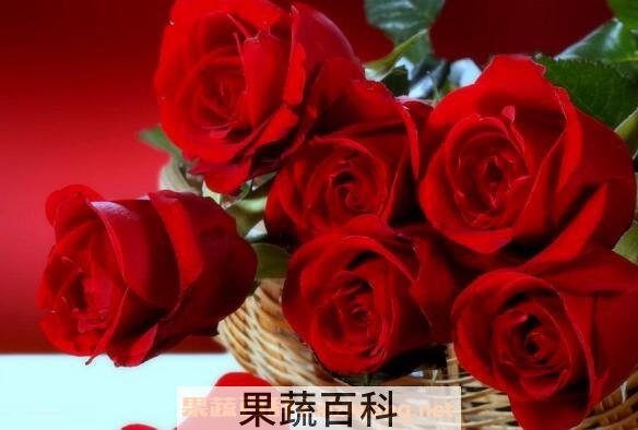 玫瑰花怎么保存 玫瑰花如何保鲜