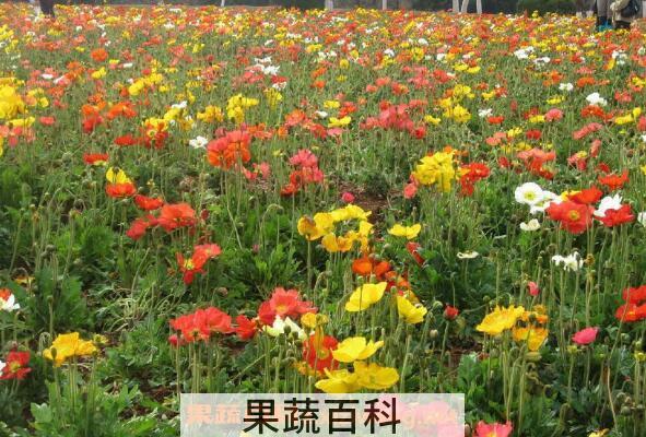 虞美人的养殖方法和时间 虞美人的养殖注意事项