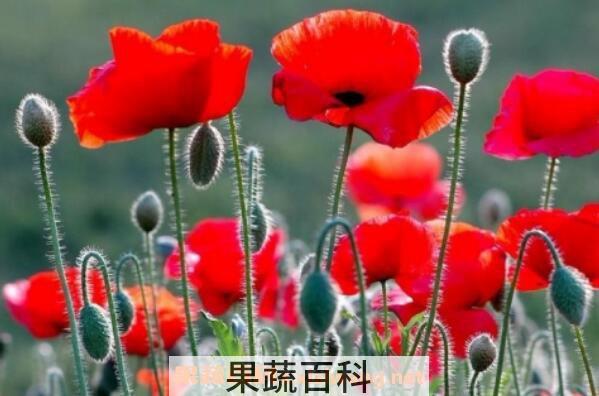 虞美人的养殖方法和时间 虞美人的养殖注意事项