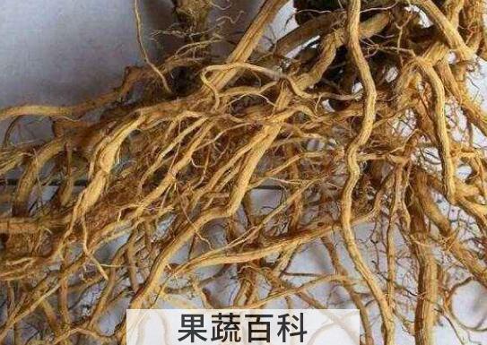苦瓜根煮水的功效和作用